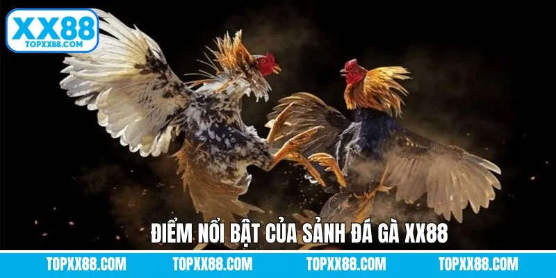 Đá gà XX88 với kèo hấp dẫn, trả thưởng uy tín